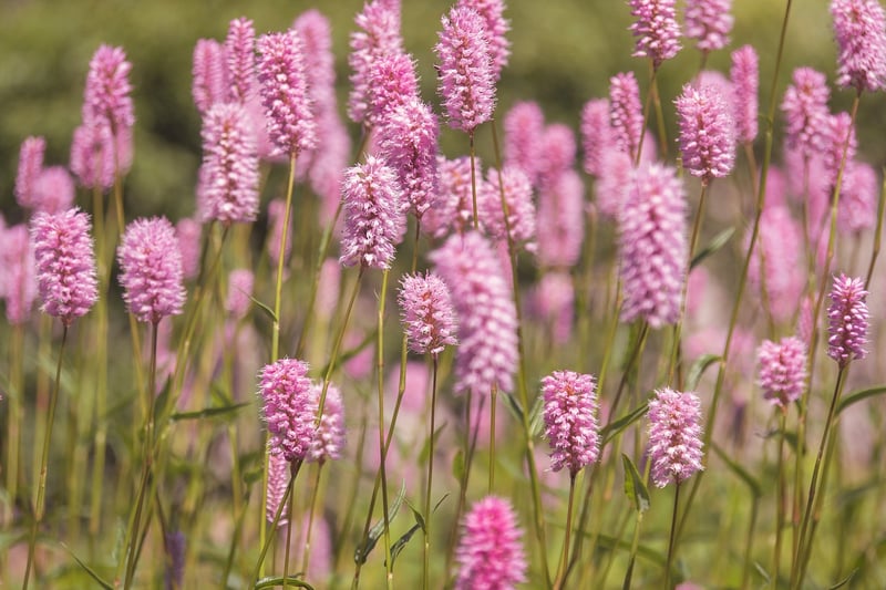 Whimsical Meadows